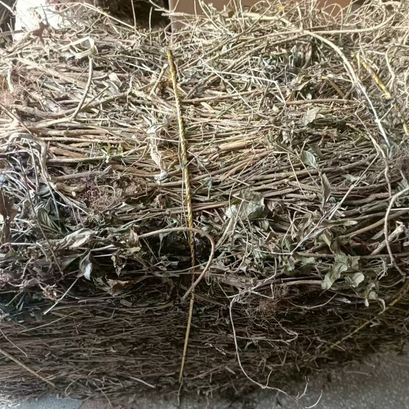 六月雪白马骨路边荆金千年矮新货2024