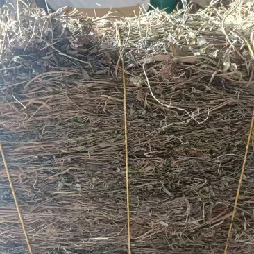 六月雪白马骨路边荆金千年矮新货2024