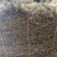 六月雪白马骨路边荆金千年矮新货2024