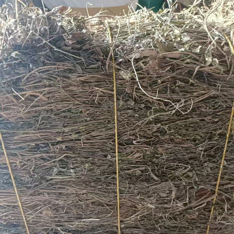 六月雪白马骨路边荆金千年矮新货2024