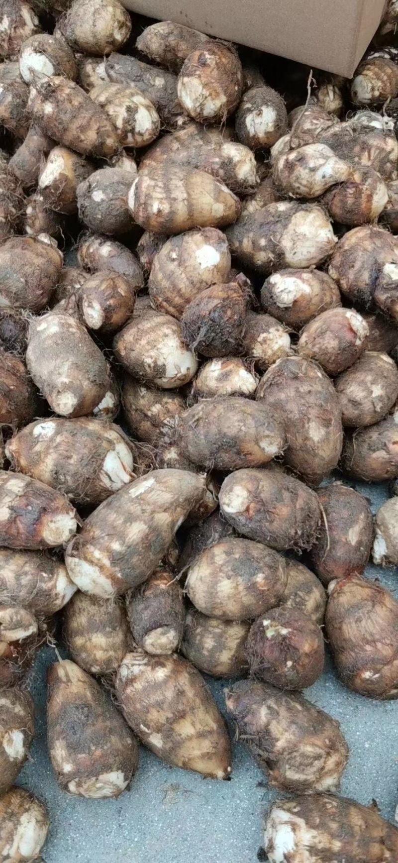 芋头，诚信交易信誉第一
