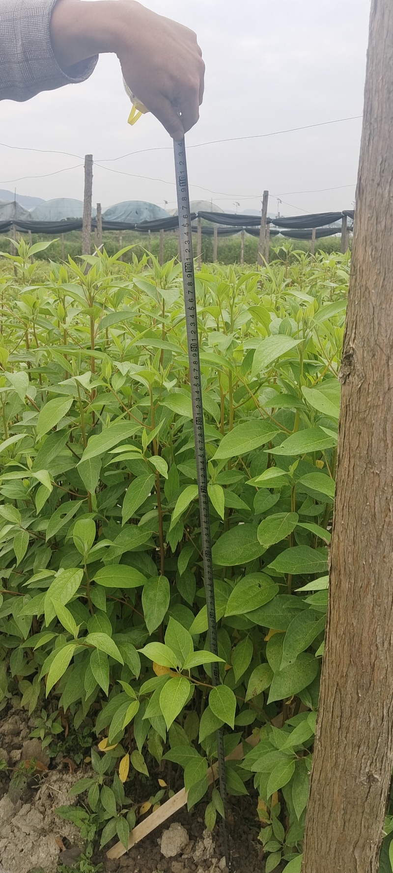 大量出售木姜子苗，毛叶品种，云南苗，杯苗，，地苗都有
