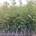 甄选四川沃柑杯苗苗好品质好诚信经营留言致电有优惠