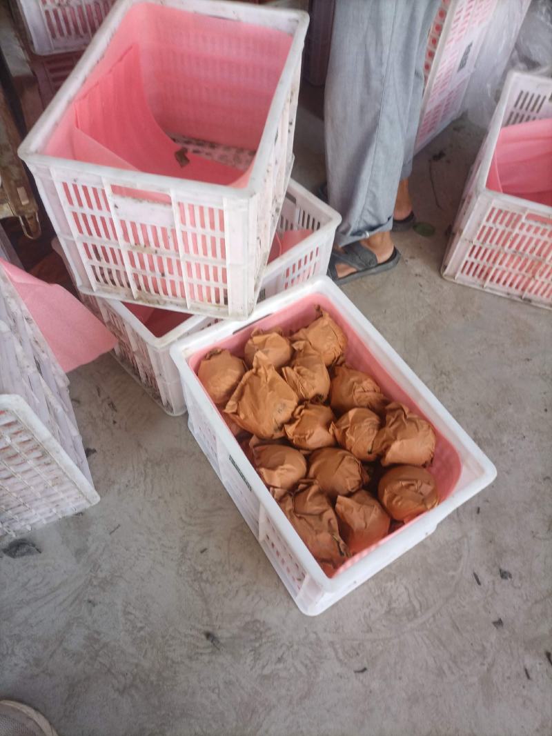 秋月梨大量上市，口感好个头大，欢迎光临
