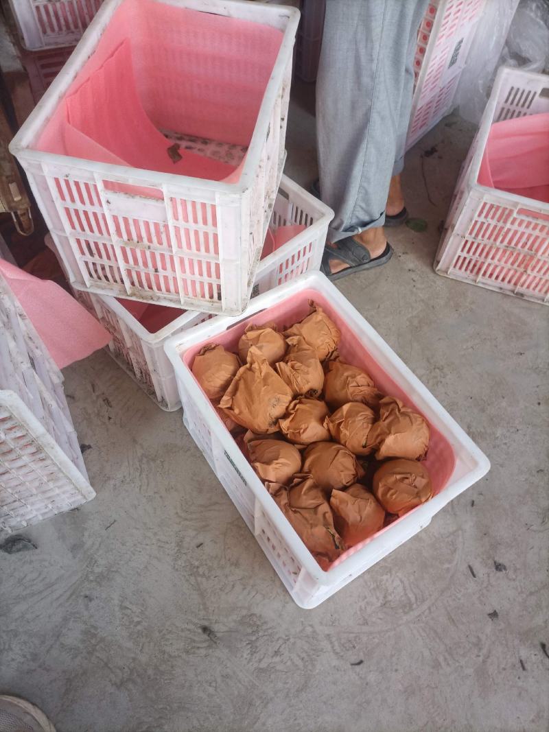 秋月梨大量上市，口感好个头大，欢迎光临