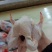 一级窝腿三黄鸡10只