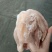 一级窝腿三黄鸡10只