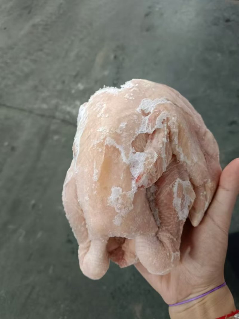 一级窝腿三黄鸡10只