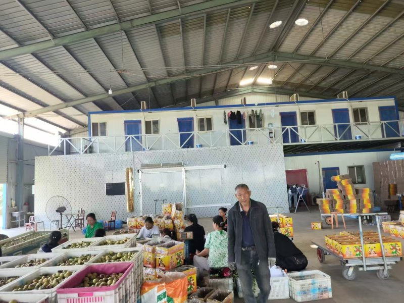 山西庙上冬枣大量上市，产地直供，专业代办
