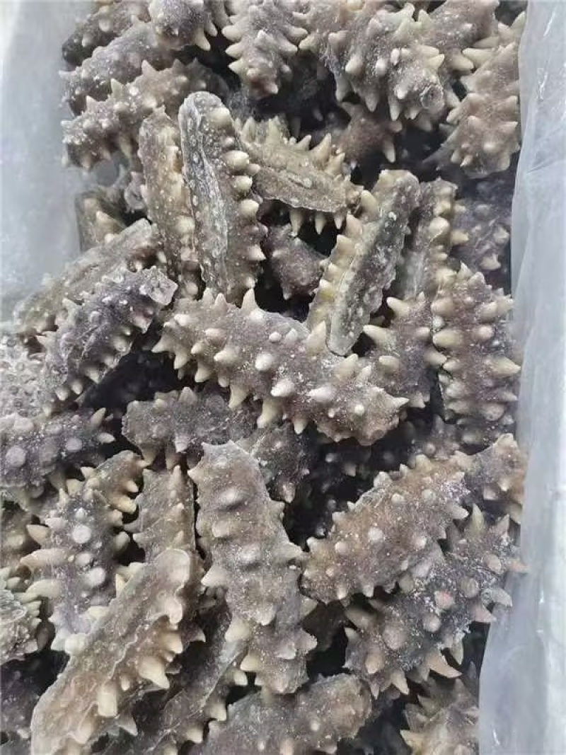 辽宁大连即食海参大量供应保质保量欢迎订购