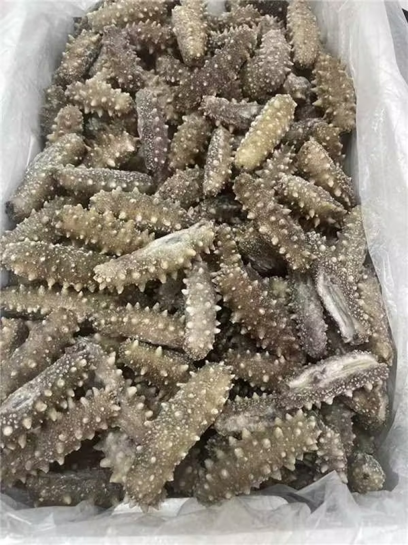 辽宁大连即食海参大量供应保质保量欢迎订购