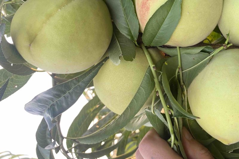 青桃青脆桃