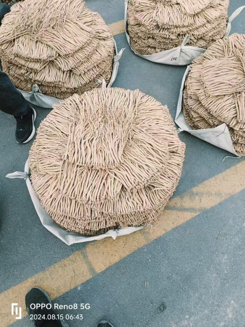 甘肃特级白条党参