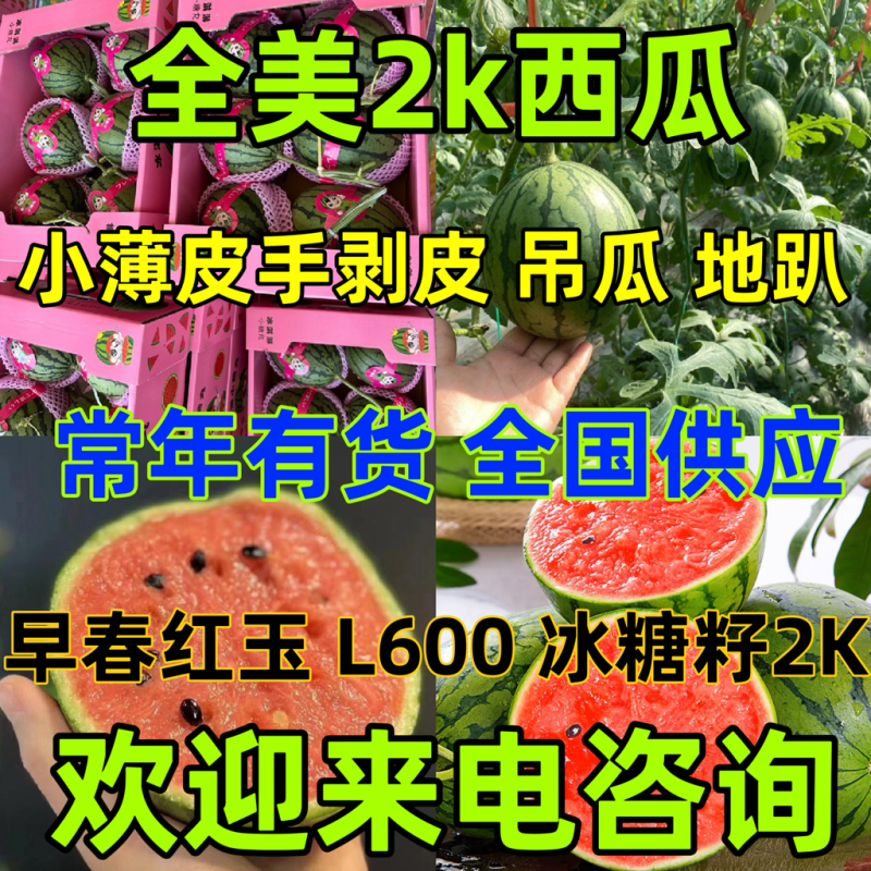 【常年供应】全美2k小吊瓜早春红玉西瓜冰糖籽西瓜
