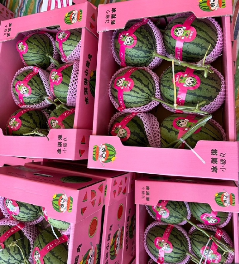 【常年供应】精品全美2k小糖丸手剥皮西瓜早春红玉