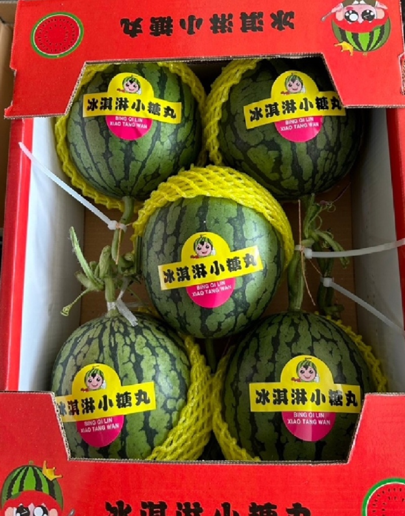 【常年供应】精品全美2k小糖丸手剥皮西瓜早春红玉