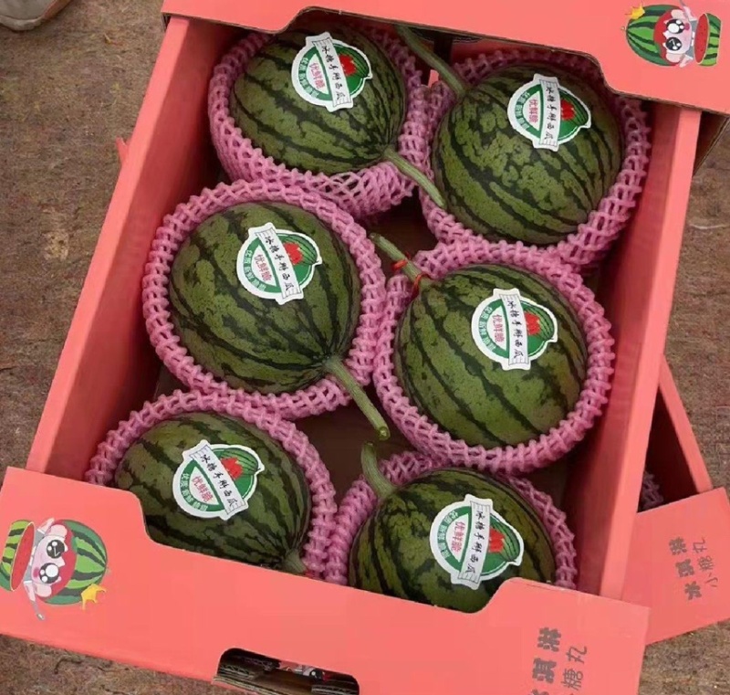 【常年供应】精品全美2k小糖丸手剥皮西瓜早春红玉