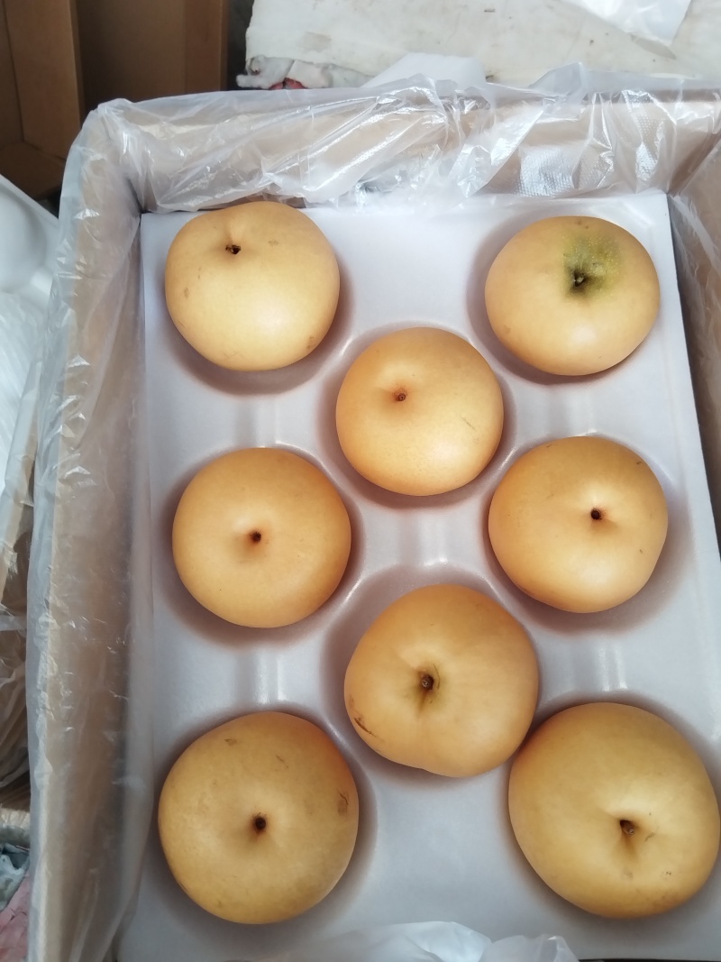 万亩精品秋月梨口感脆甜质量杠杠的实力代办全国代发