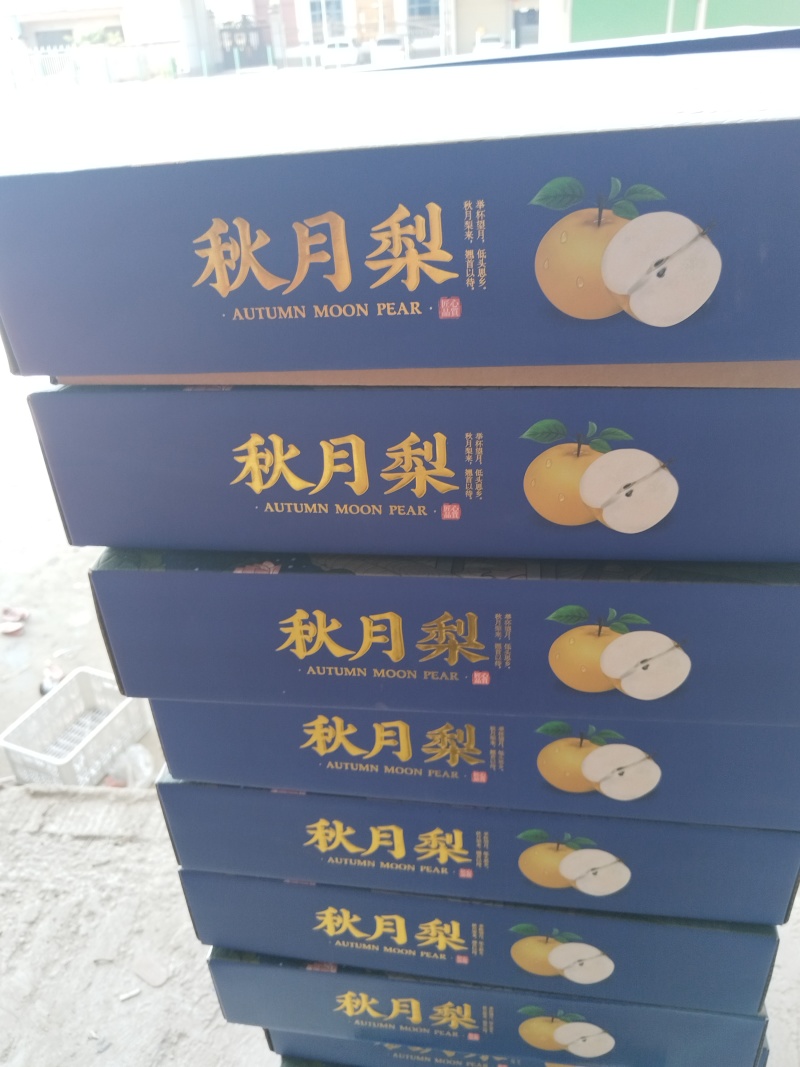 万亩精品秋月梨口感脆甜质量杠杠的实力代办全国代发