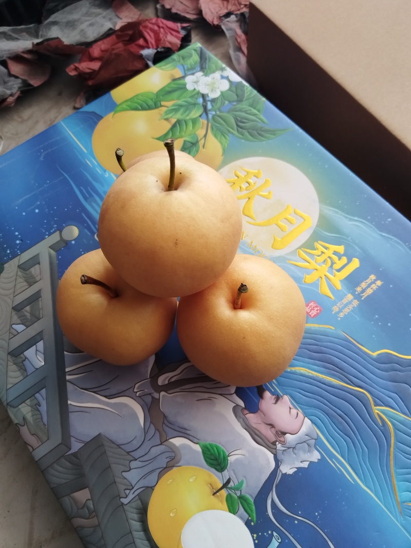 万亩精品秋月梨口感脆甜质量杠杠的实力代办全国代发