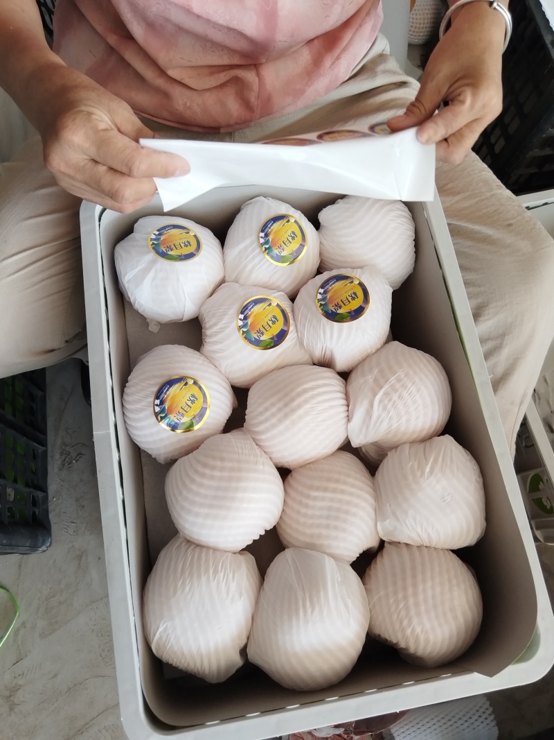 万亩精品秋月梨口感脆甜质量杠杠的实力代办全国代发