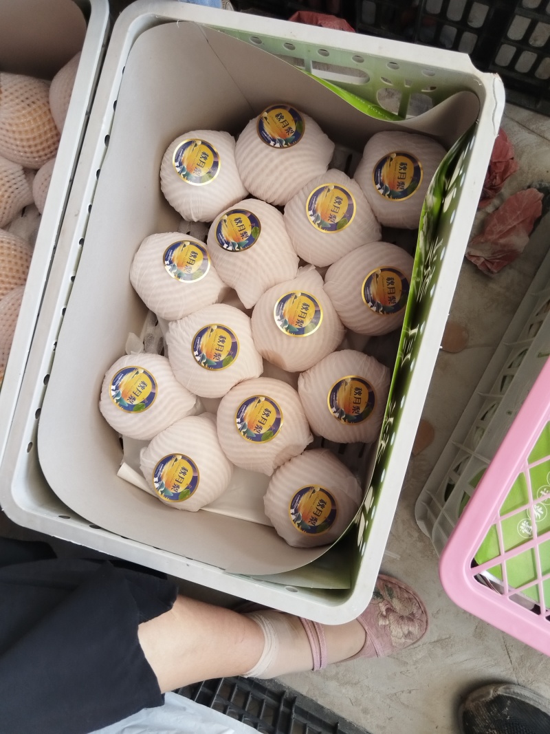 万亩精品秋月梨口感脆甜质量杠杠的实力代办全国代发