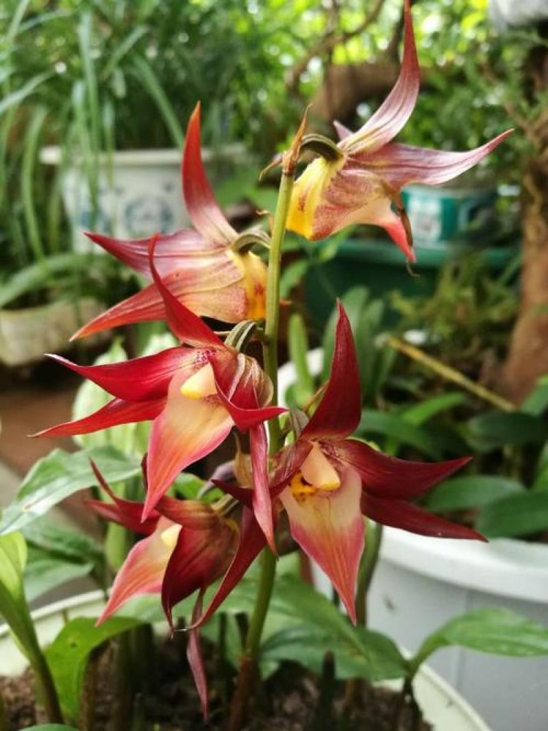 滇南大花带唇兰大叶兰原品种