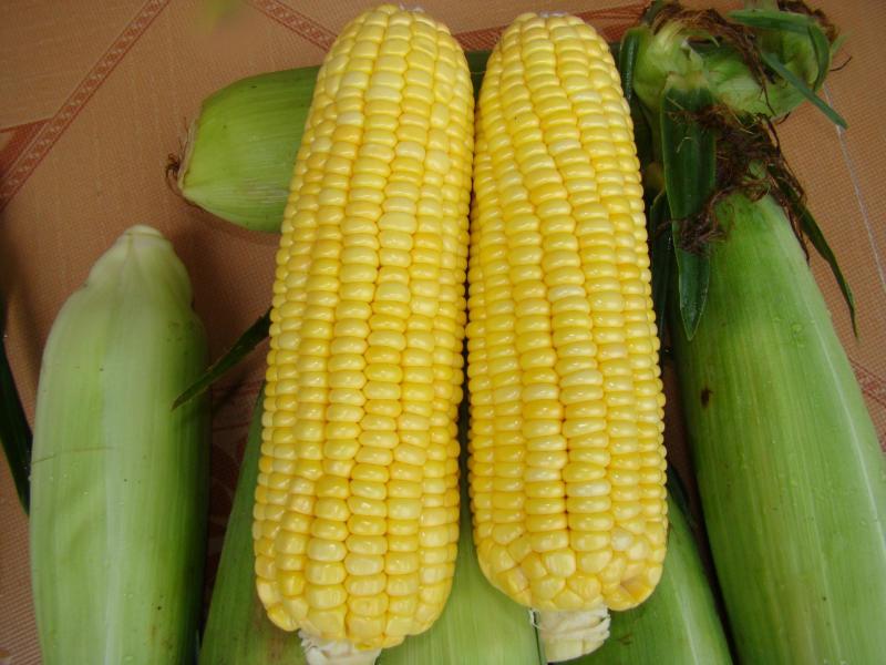太阳花甜玉米