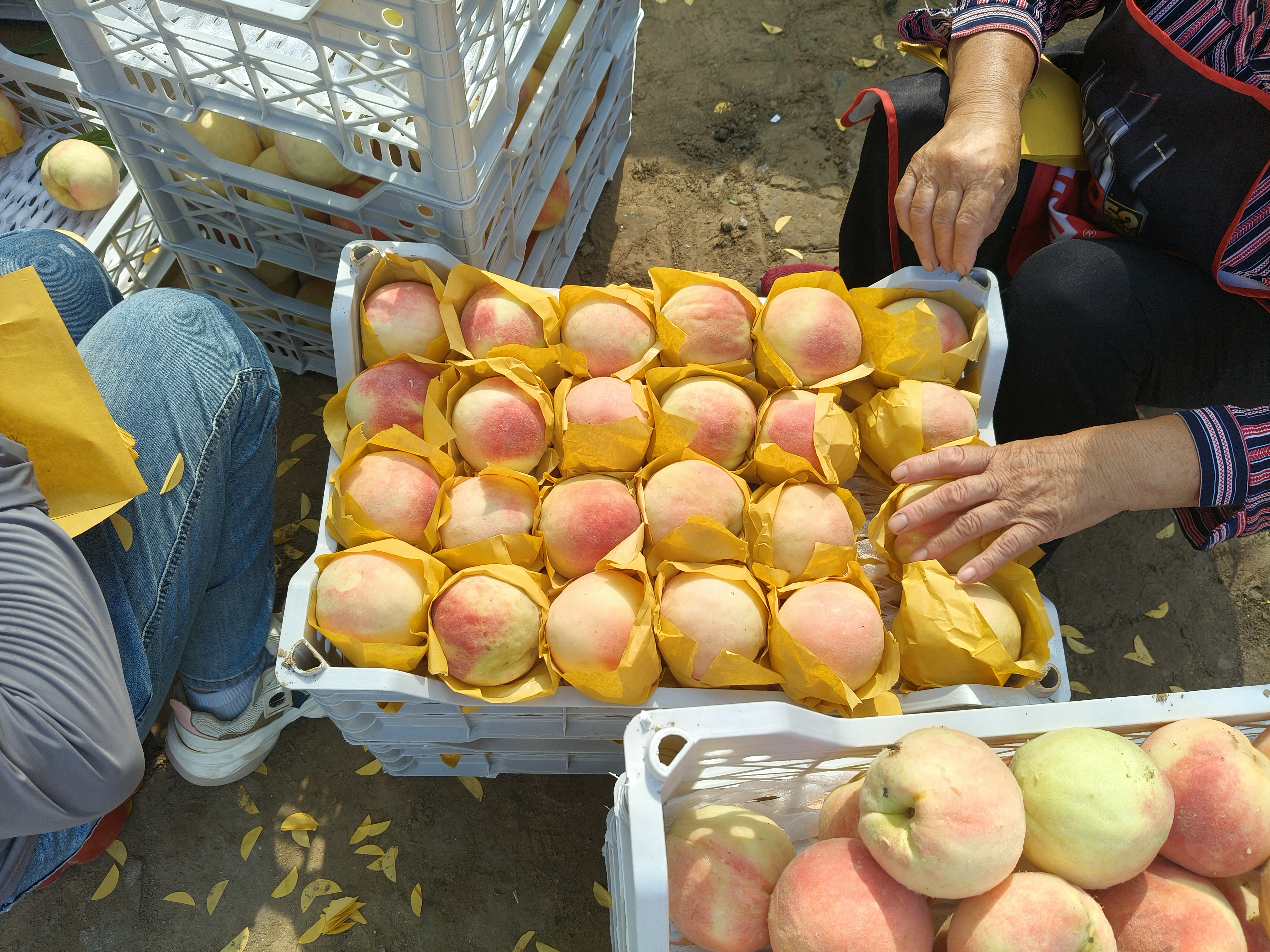 消费者在水果店前挑选冬桃的场景