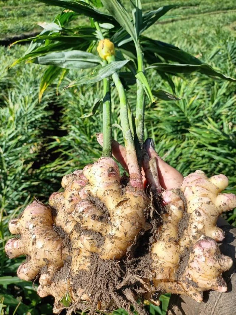 生姜，白姜，黄姜，大黄姜，小黄姜，都有需要的老板可以联系