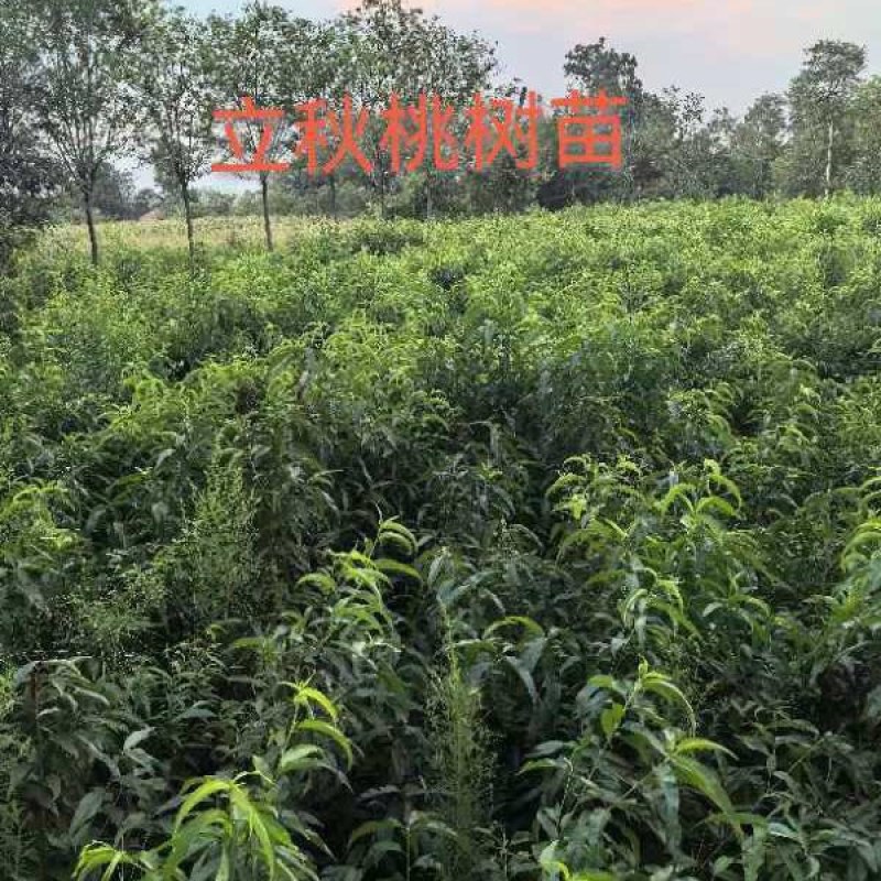 立秋油桃，即立秋成熟的桃子，果型圆正，味道甜，果香浓郁。