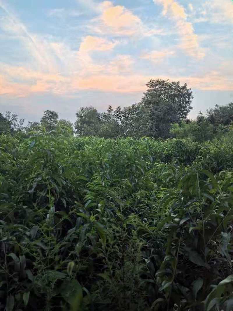 立秋油桃，即立秋成熟的桃子，果型圆正，味道甜，果香浓郁。