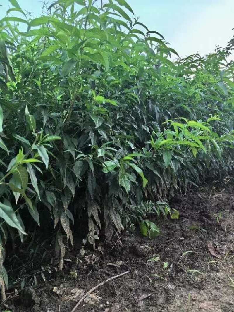 立秋油桃，即立秋成熟的桃子，果型圆正，味道甜，果香浓郁。