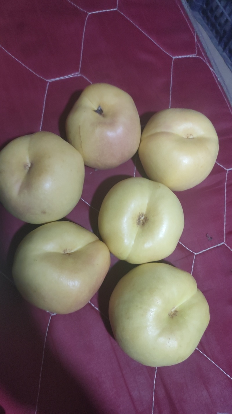 风味天后，晚油蟠。