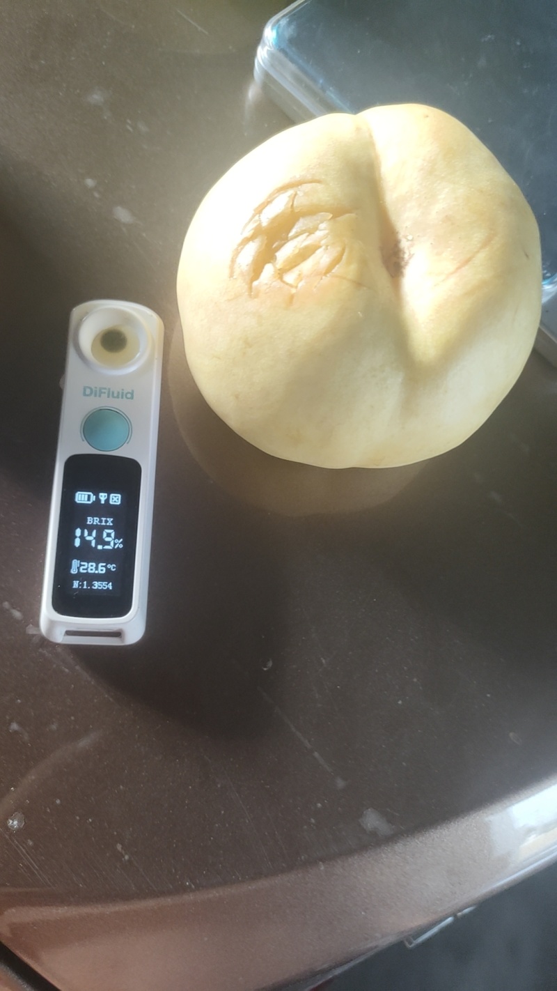 风味天后，晚油蟠。