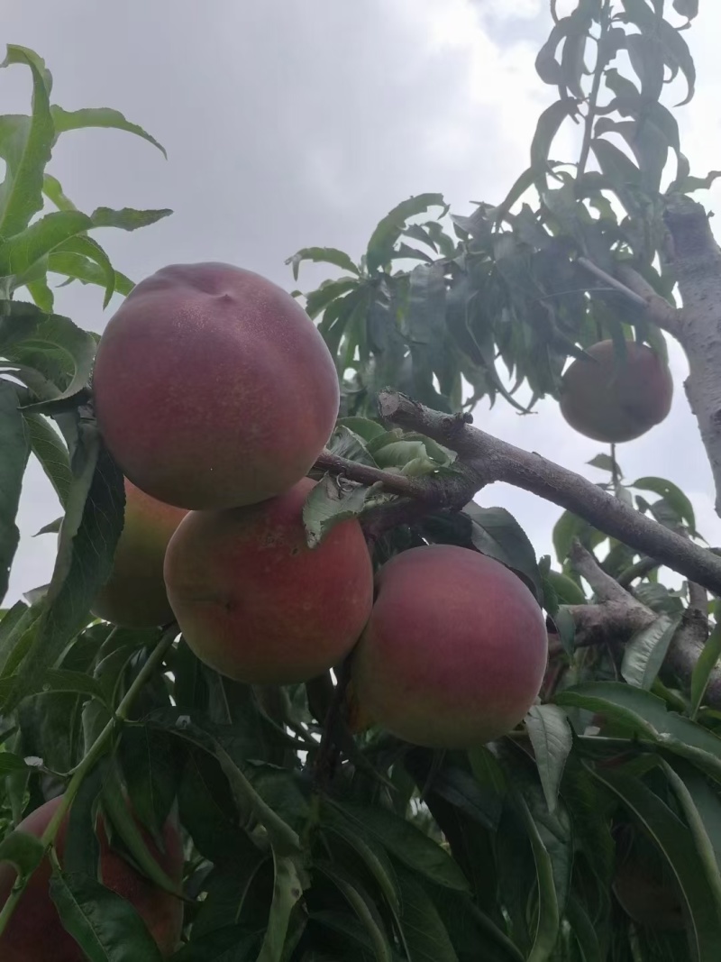 山东离合秋彤毛桃，产地直采，一首货源，随到随装