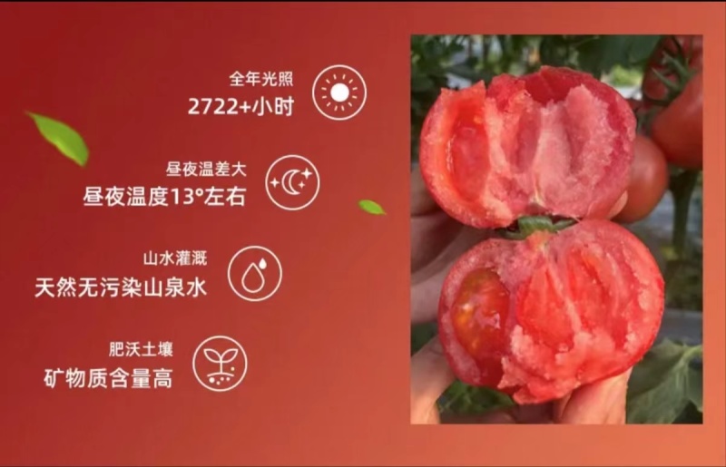 一件代发：攀枝花沙瓤西红柿