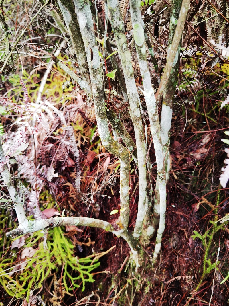 云南高山杜鹃映山红原生苗木桩头