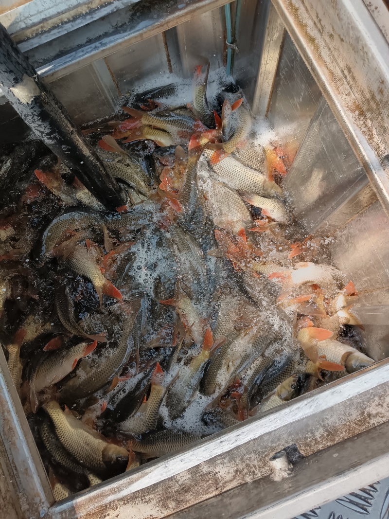 贵州黄鲤鱼