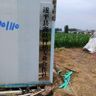 韭菜种植