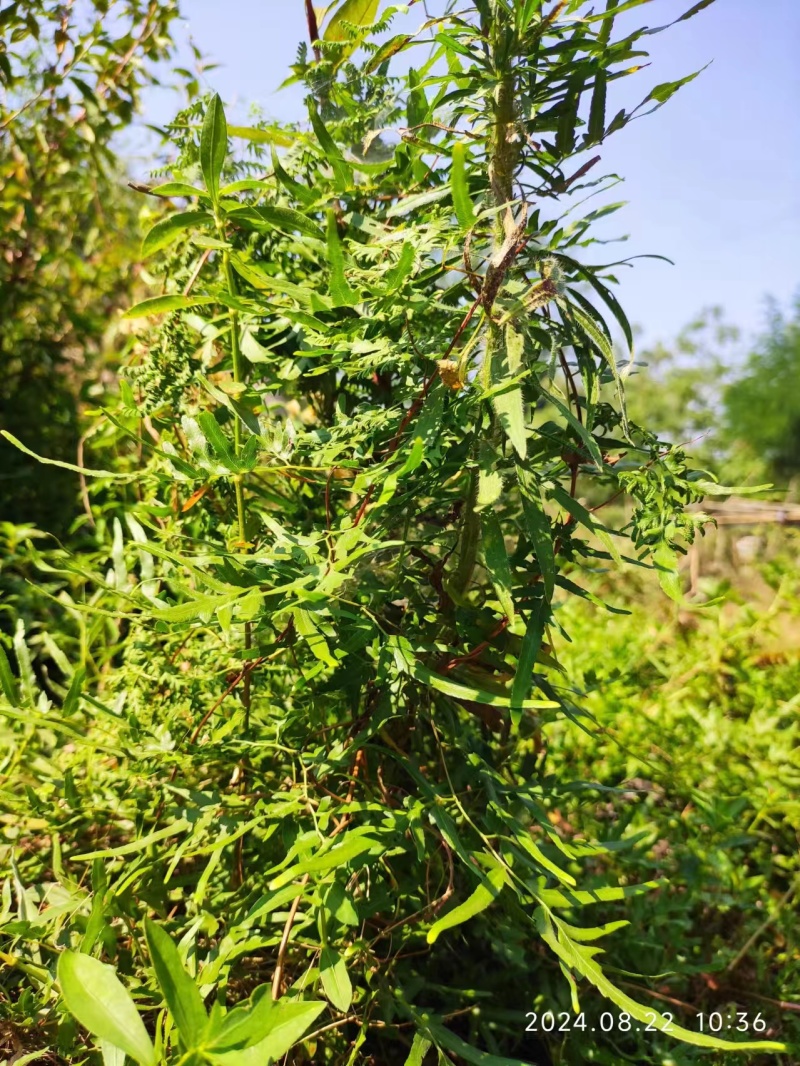 野生海金沙无薰硫磺质量保证诚信经营干净无杂质