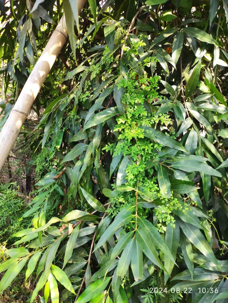 野生海金沙无薰硫磺质量保证诚信经营干净无杂质