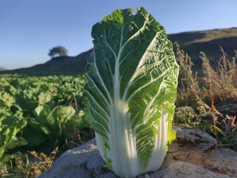 黄心大白菜精品白菜河北白菜基地大量上市产地直发高品质保障