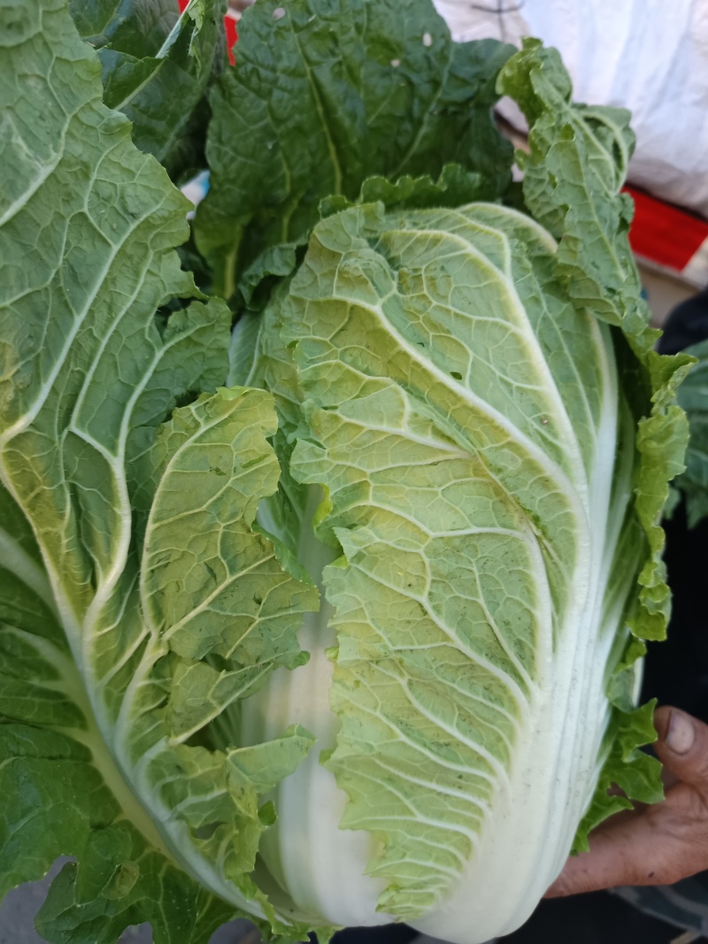 黄心大白菜精品白菜河北白菜基地大量上市产地直发高品质保障