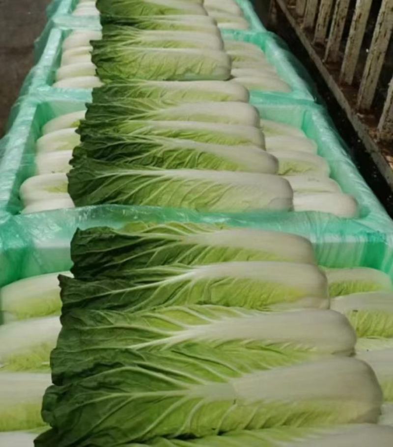 夏黄白