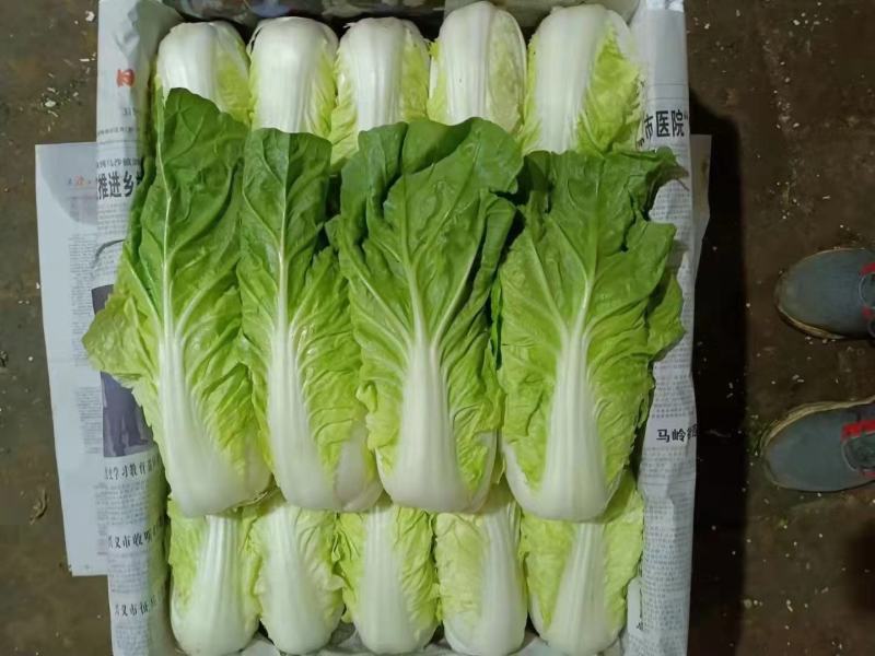 夏黄白
