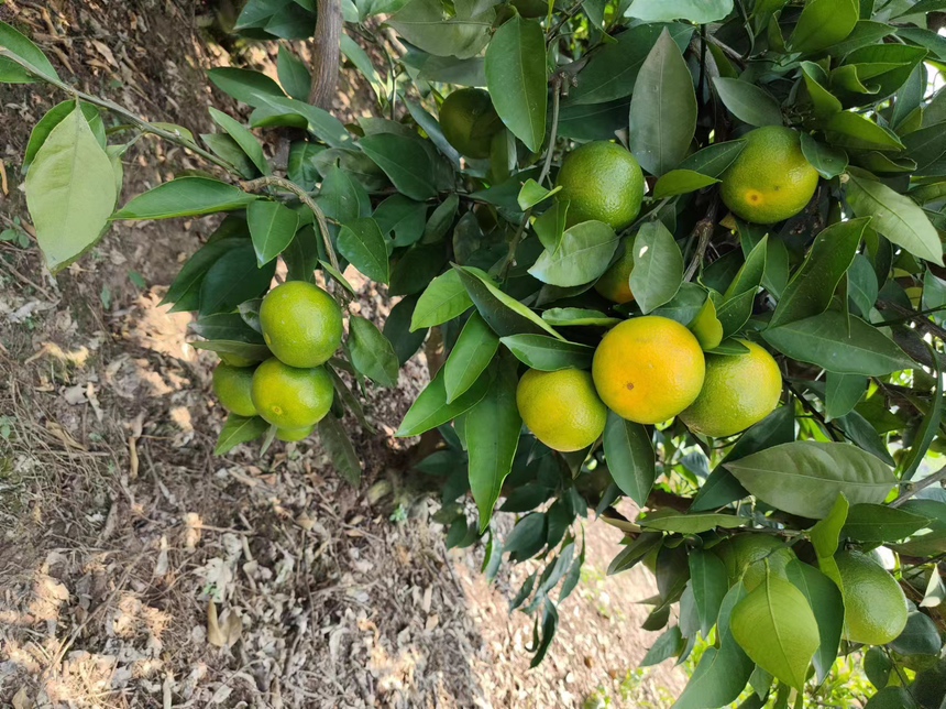 蜜橘果实特写