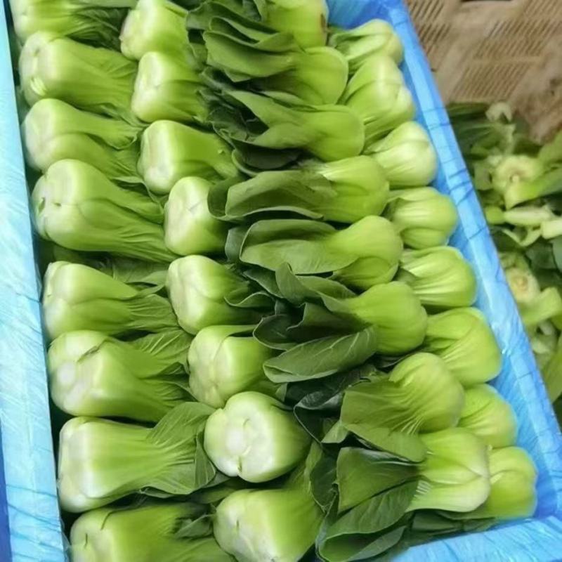 上海青