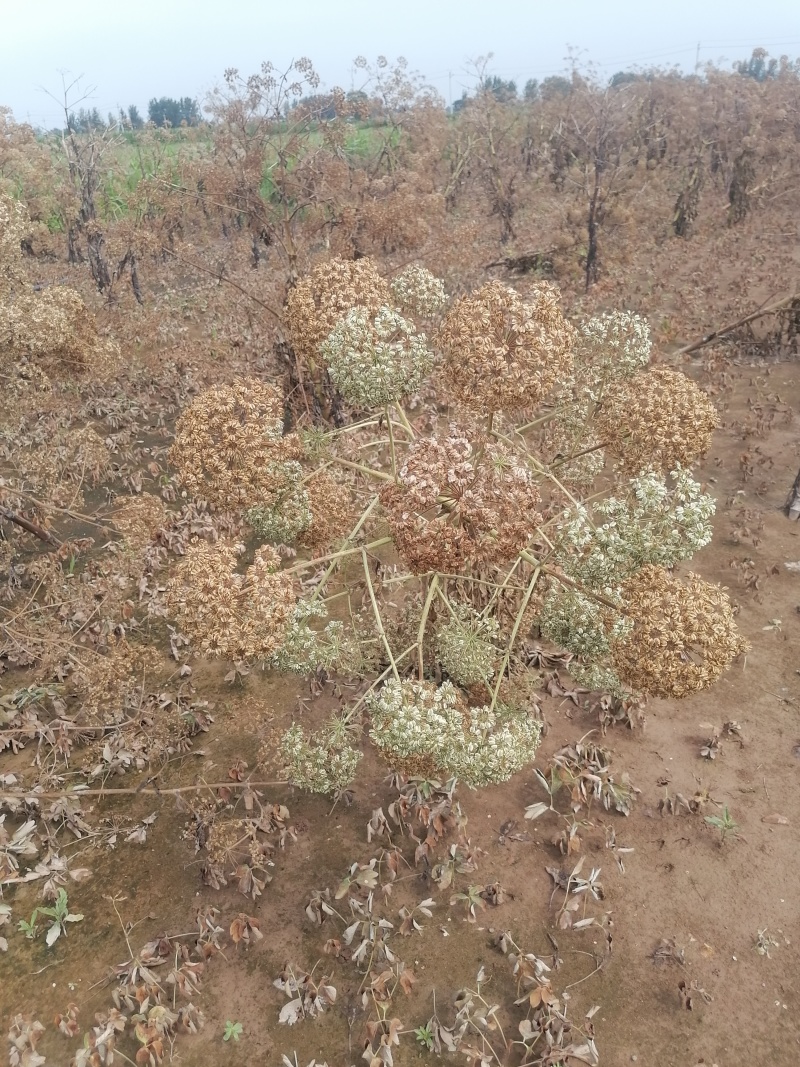 2年生白芷种子