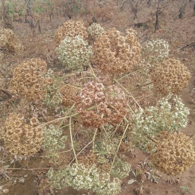 2年生白芷种子